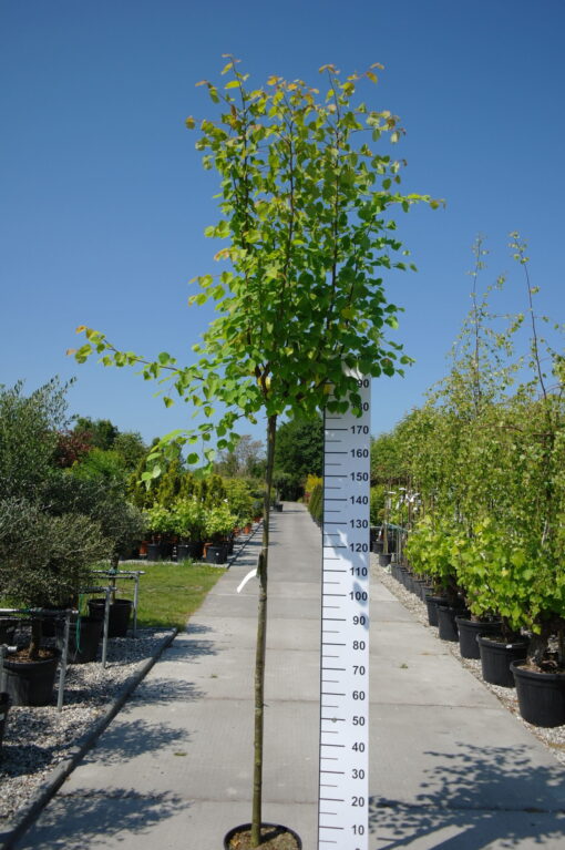 Tilia Cordata 'Green Globe'