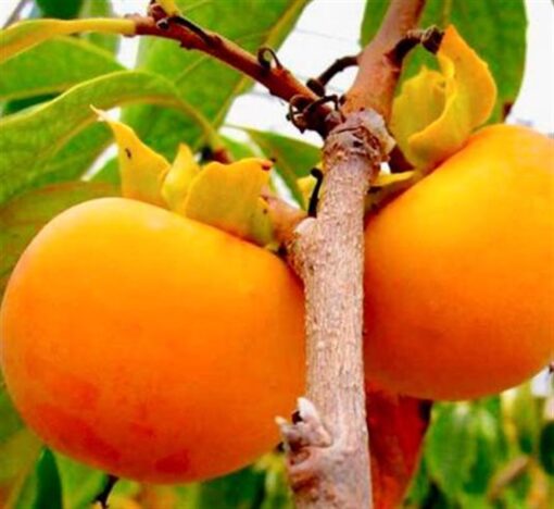 Diospyros Kaki 'Tipo' meerstammig - Afbeelding 2