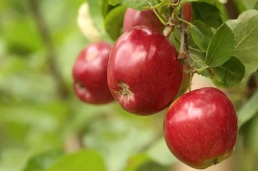 Malus Top Red - Afbeelding 2