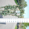 Trachelospermum Jasminoides op bamboe rek