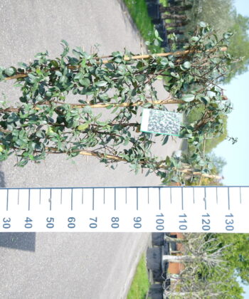 Trachelospermum Jasminoides op bamboe rek