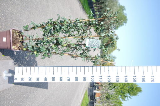 Trachelospermum Jasminoides op bamboe rek