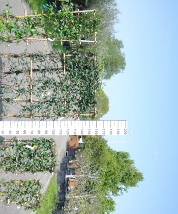 Trachelospermum Jasminoides Bamboe rek