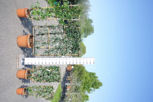 Trachelospermum Jasminoides Bamboe rek