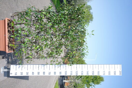 Trachelospermum Jasminoides op rek in bak