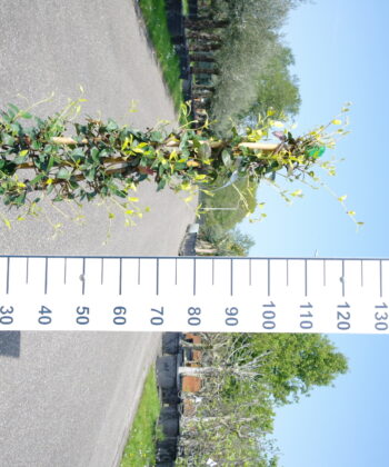 Trachelospermum Jasminoides bamboe piramide
