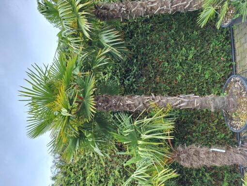 Palmboom Trachycarpus Fortunei stam 200-220 cm - Afbeelding 2