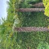 Palmboom Trachycarpus Fortunei stam 200-220 cm