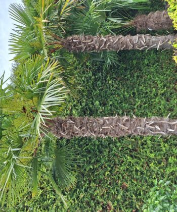 Palmboom Trachycarpus Fortunei stam 200-220 cm