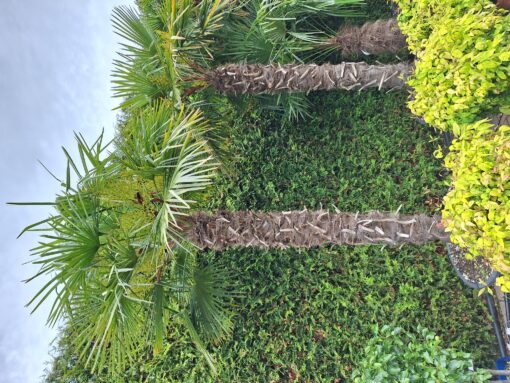 Palmboom Trachycarpus Fortunei stam 200-220 cm
