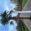 XXL Trachycarpus Fortunei palmboom met stamhoogte 230 cm.