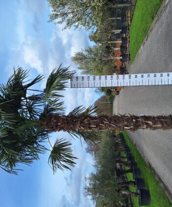 XXL Trachycarpus Fortunei palmboom met stamhoogte 230 cm.