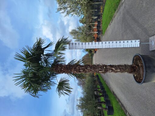 XXL Trachycarpus Fortunei palmboom met stamhoogte 230 cm.