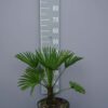 Trachycarpus Wagnerianus