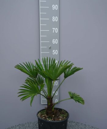 Trachycarpus Wagnerianus