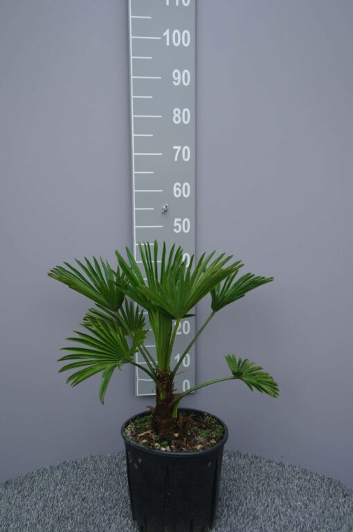 Trachycarpus Wagnerianus