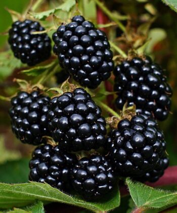 Rubus ‘Triple Crown’ - Braam