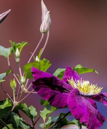 Tuinplanten