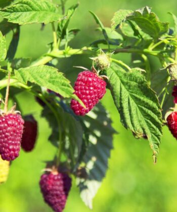 Rubus idaeus 'Tulameen'- framboos
