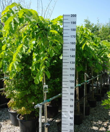 Ulmus Camperdownii