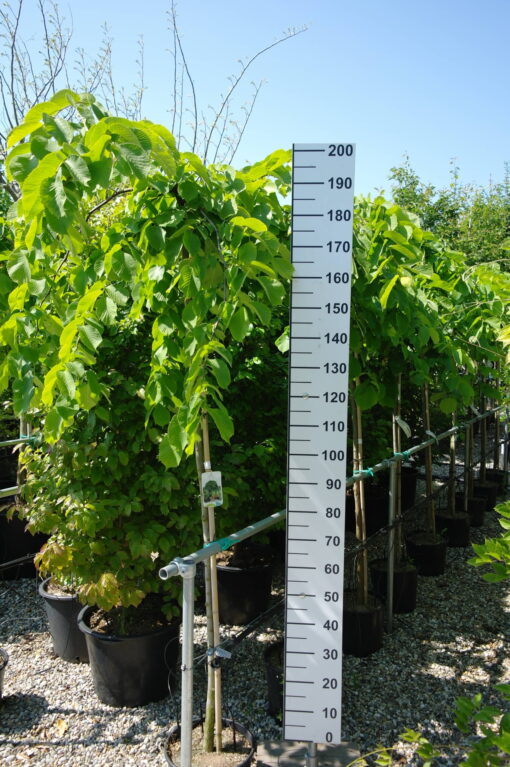 Ulmus Camperdownii