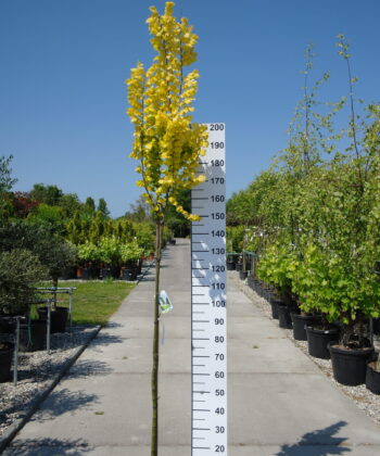 Ulmus hollandica 'Wredei'