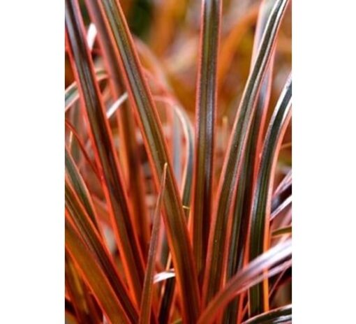 Uncinia rubra 'Everflame' of Rode Zegge - Afbeelding 2