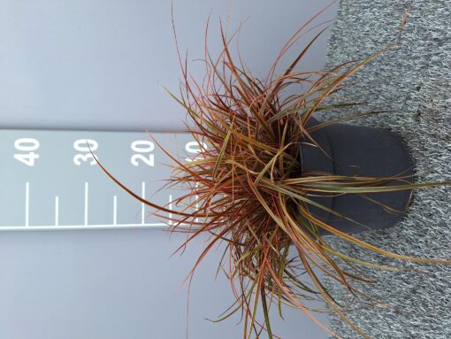 Uncinia rubra 'Everflame' of Rode Zegge
