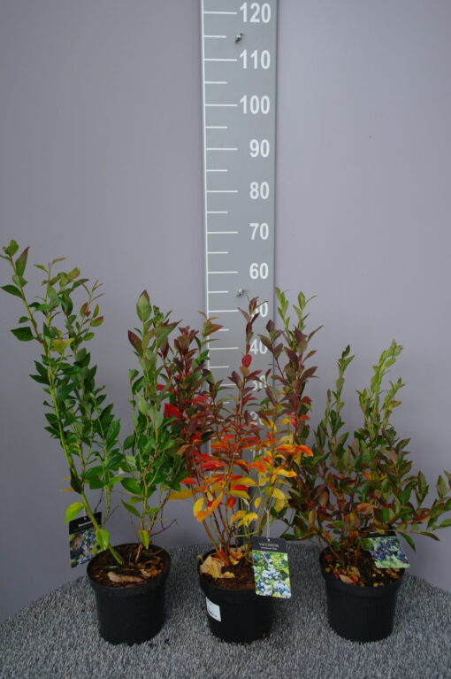 Vaccinium corybosum ‘Bluejay’ - Afbeelding 2