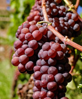 Vitis Vinifera 'Vanessa' - pitloze rode druif