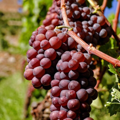 Vitis Vinifera 'Vanessa' - pitloze rode druif