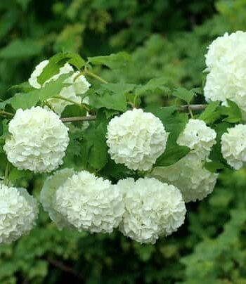 Viburnum