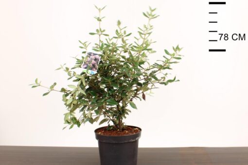 Viburnum burkwoodii 'Conoy'