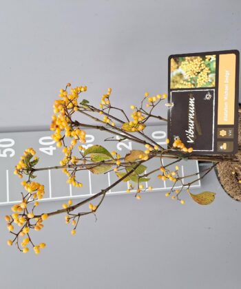 Viburnum dilatatum 'Michael Dodge' - Sneeuwbal