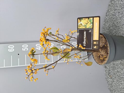 Viburnum dilatatum 'Michael Dodge' - Sneeuwbal
