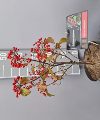 Viburnum dilatatum 'Sealing Wax' - Sneeuwbal
