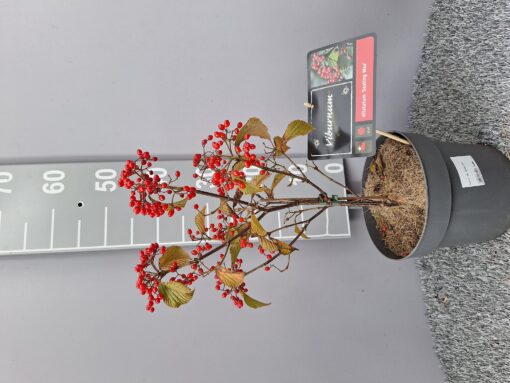 Viburnum dilatatum 'Sealing Wax' - Sneeuwbal