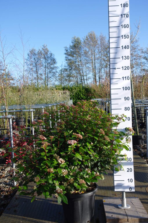 Viburnum Tinus