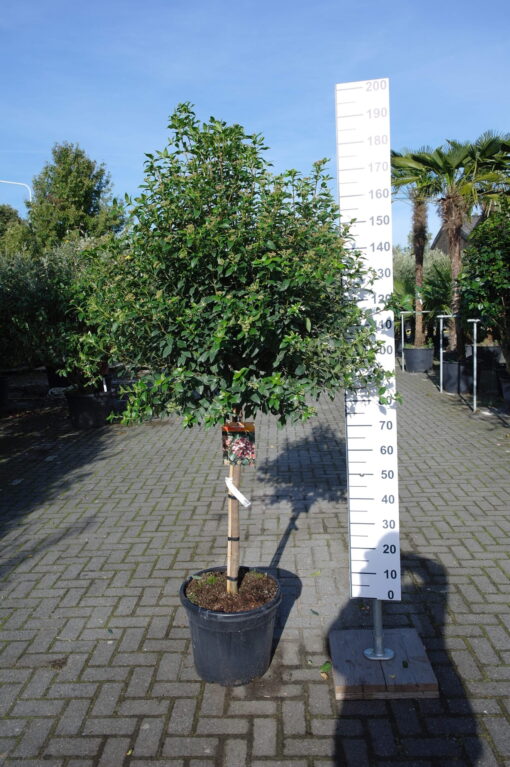 Viburnum Tinus op stam
