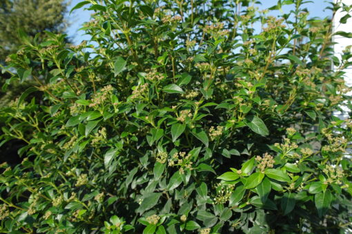 Viburnum Tinus bol boom op stam - Afbeelding 2