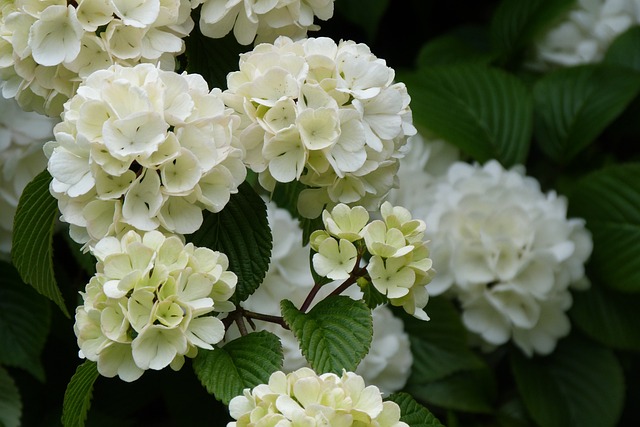 Sneeuwbal met witte bloemen