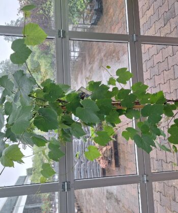 Vitis Vinifera Americana Bianca - Witte druif