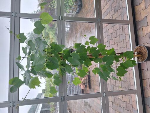 Vitis Vinifera Americana Nero - Afbeelding 2