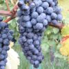 Vitis Vinifera 'Buffalo'