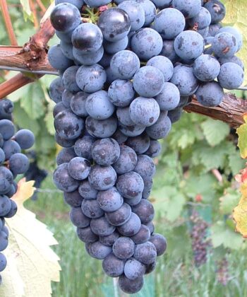 Vitis Vinifera 'Buffalo'