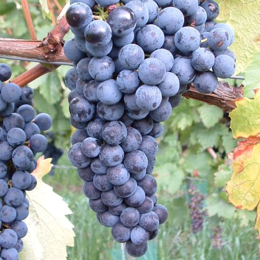 Vitis Vinifera 'Buffalo'