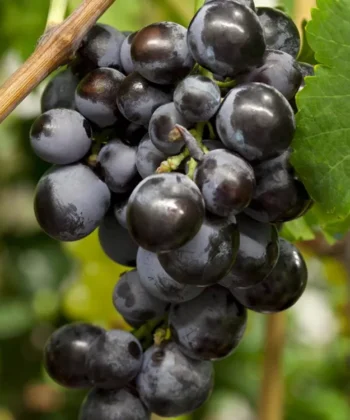 Vitis Vinifera 'Early Campbell'