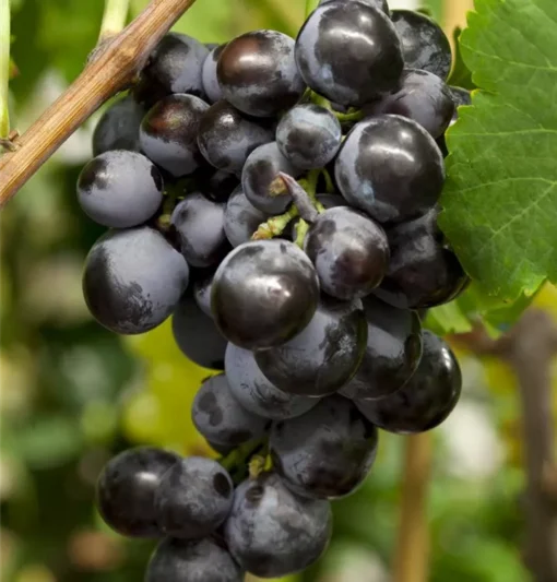 Vitis Vinifera 'Early Campbell'