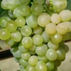 Vitis Vinifera 'Excelsior'
