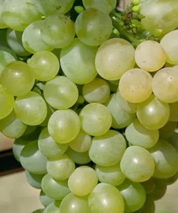 Vitis Vinifera 'Excelsior'